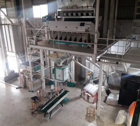 سوله و کارگاه بسته بندی برنج بادوک طلایی